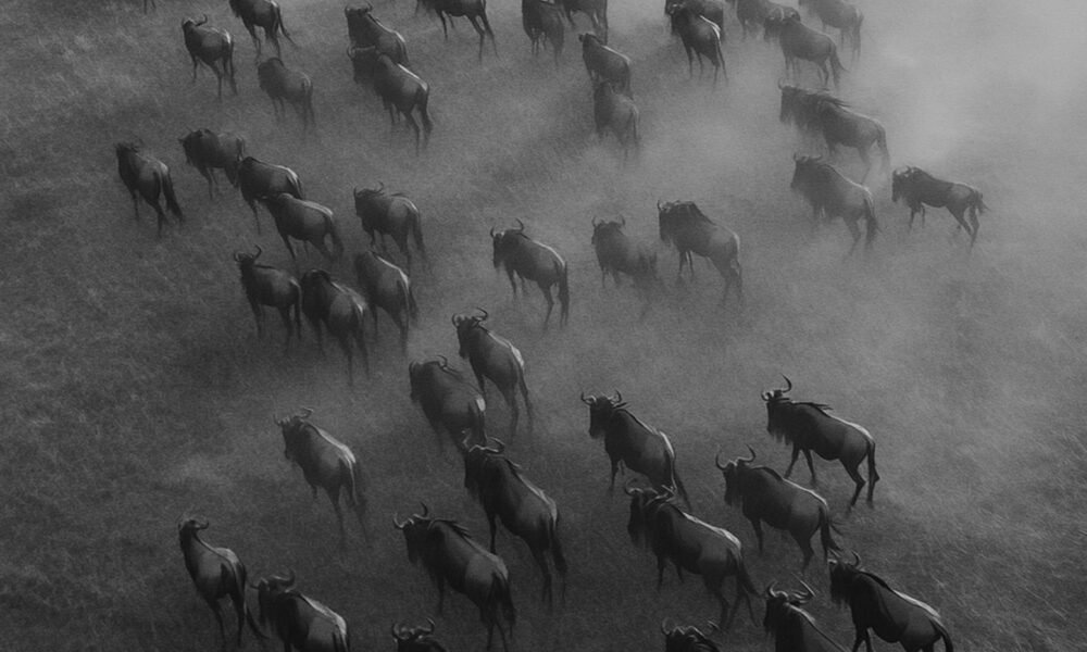 The Herd Live: A Deep Dive into the Power of Collective Existence