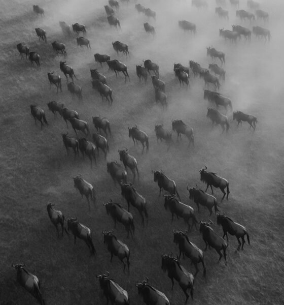 The Herd Live: A Deep Dive into the Power of Collective Existence