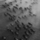 The Herd Live: A Deep Dive into the Power of Collective Existence