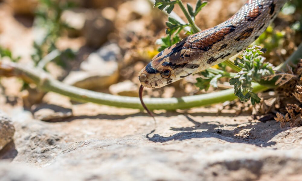 snake fencing
