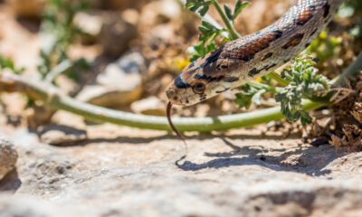snake fencing