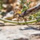 todos juntos seguros snake fencing