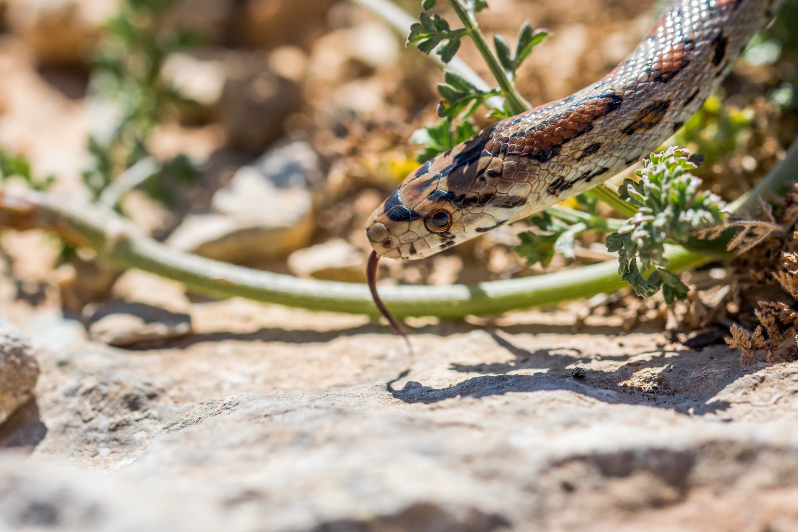 todos juntos seguros snake fencing