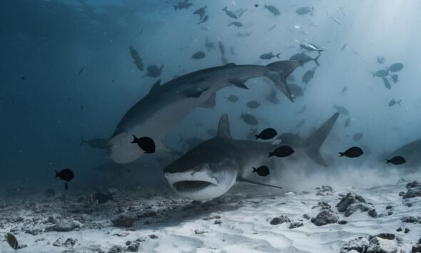 The Ultimate Guide to Animal Movies Horror: A Deep Dive into Nature's Most Terrifying Cinema