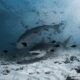The Ultimate Guide to Animal Movies Horror: A Deep Dive into Nature's Most Terrifying Cinema
