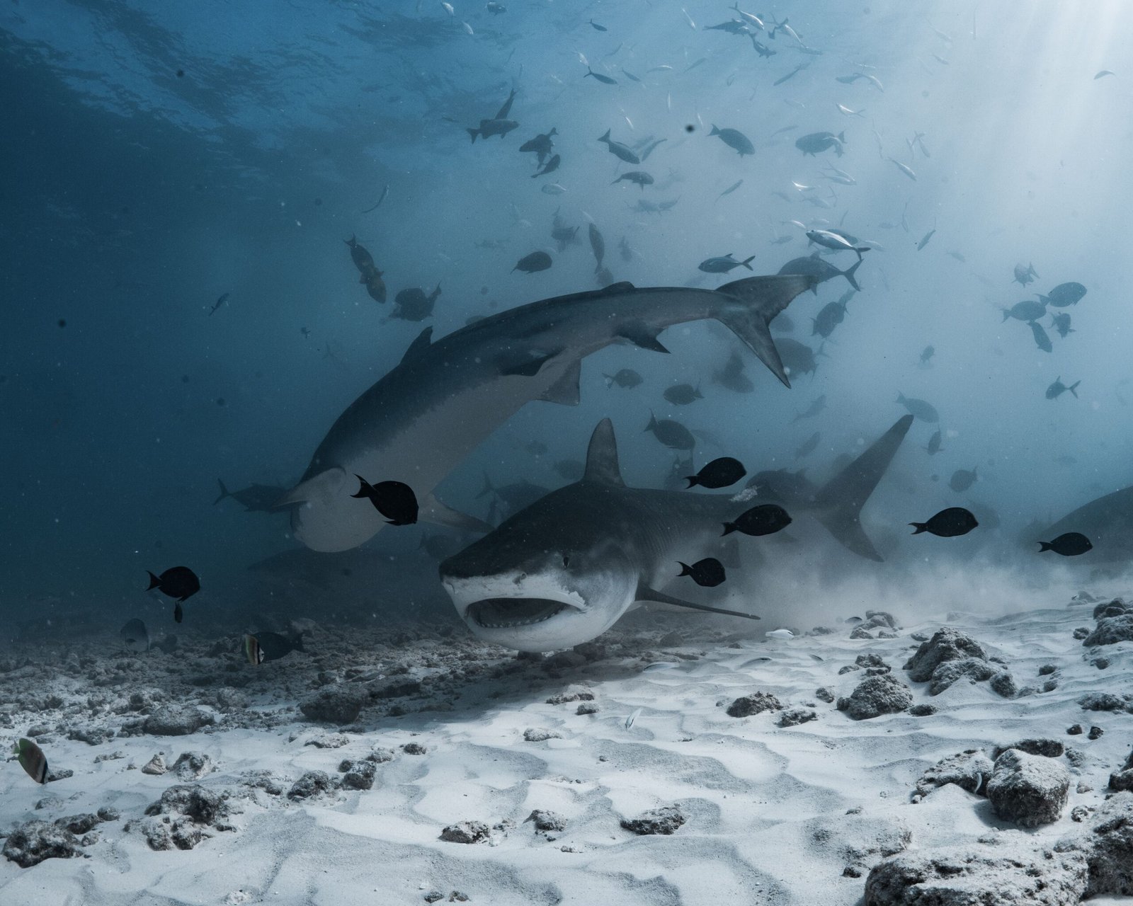 The Ultimate Guide to Animal Movies Horror: A Deep Dive into Nature's Most Terrifying Cinema