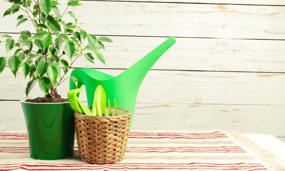 The Ultimate Guide to Green Stalks: From Garden to Table