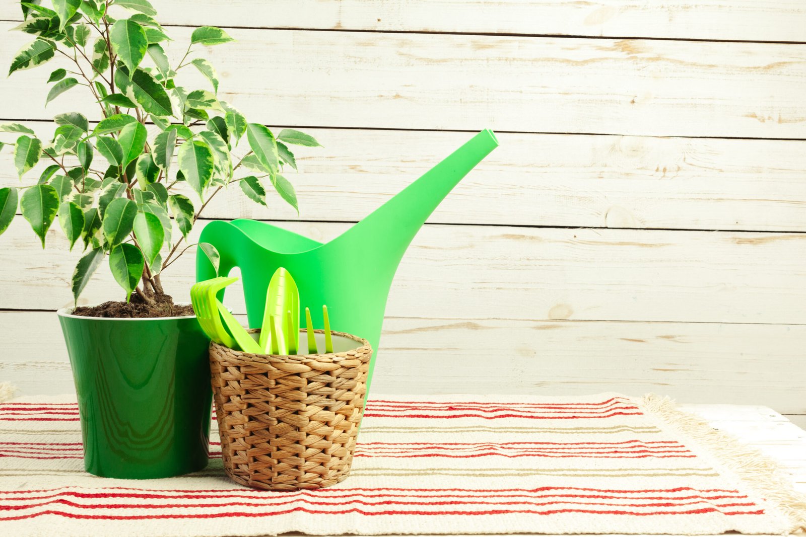 The Ultimate Guide to Green Stalks: From Garden to Table