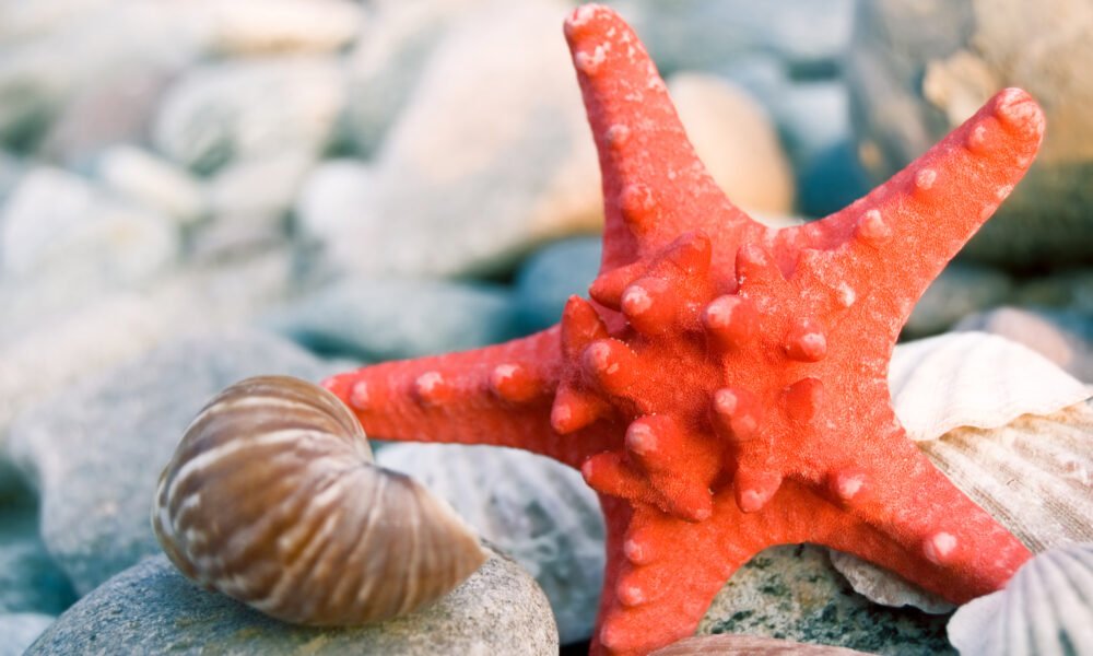 sea urchin fossil